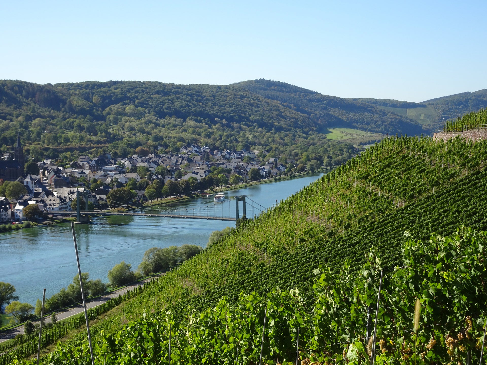 Mosel vin