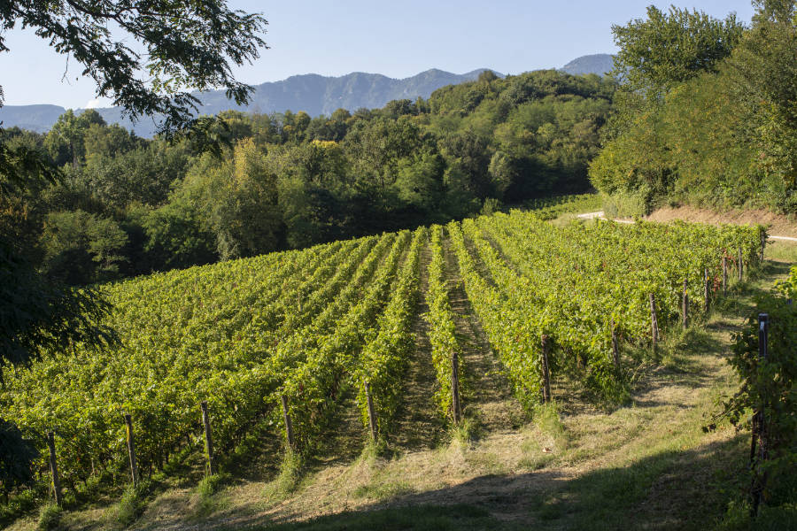 Calalta
